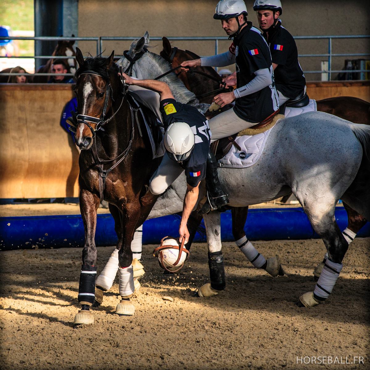 photo de horse-ball