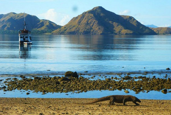 Le Parc National Komodo